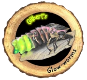 Glow worm